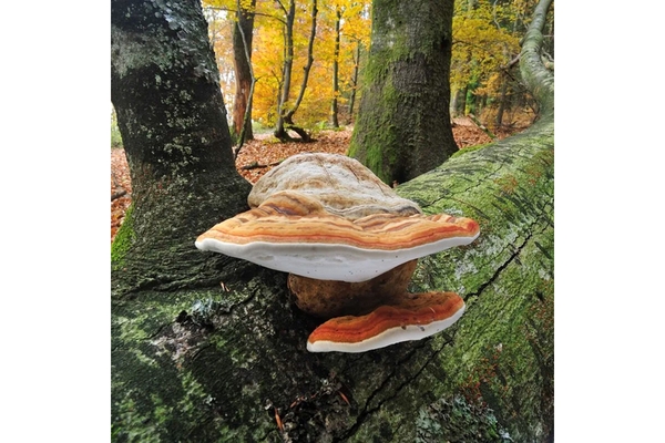 Image Large mushroom growing on the side of a tree.